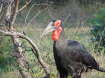 Kruger Nationalpark