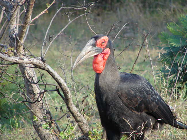 Kruger Nationalpark
