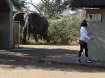 Kruger Nationalpark