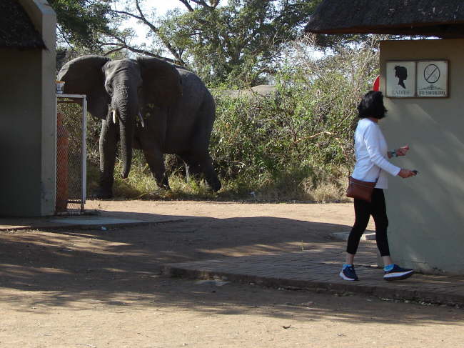 Kruger Nationalpark