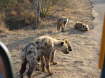 Kruger Nationalpark