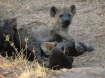 Kruger Nationalpark
