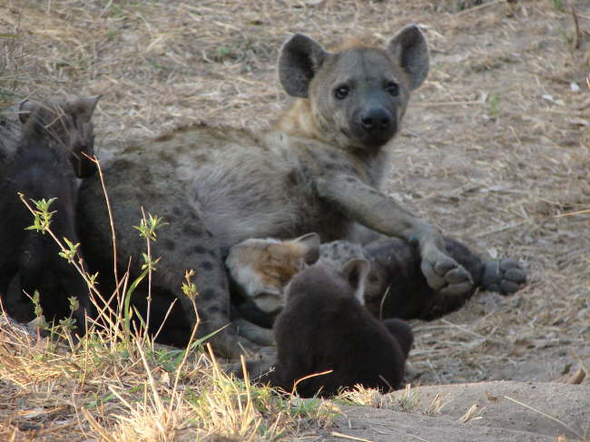 Kruger Nationalpark