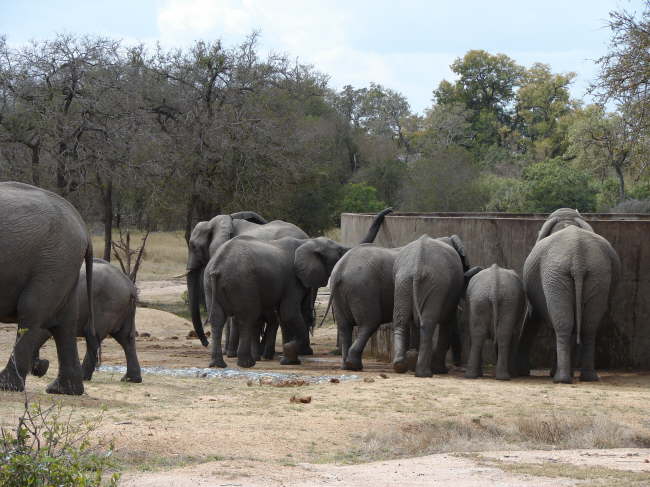 Kruger Nationalpark