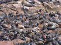 Cape Cross