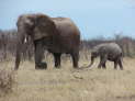 Etosha-Nationalpark