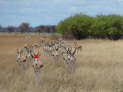 Etosha-Nationalpark