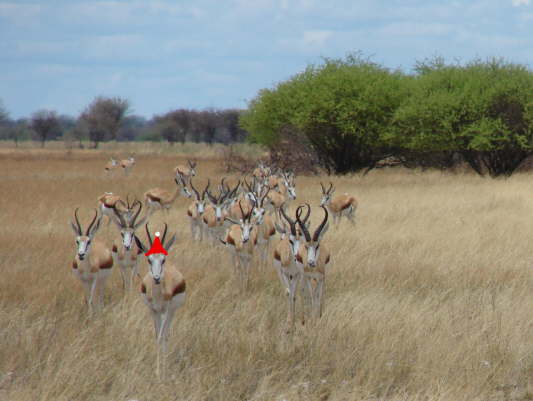 Etosha-Nationalpark