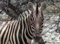 Etosha-Nationalpark