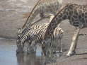 Etosha-Nationalpark