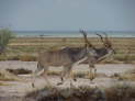 Etosha-Nationalpark