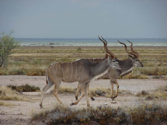 Etosha-Nationalpark