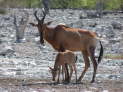 Etosha-Nationalpark