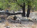 Etosha-Nationalpark