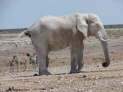 Etosha-Nationalpark