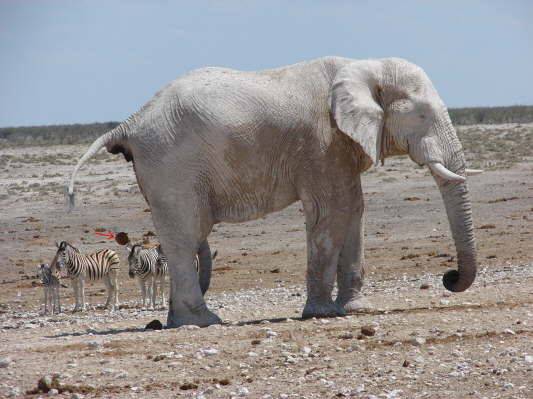 Etosha-Nationalpark