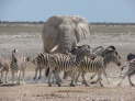 Etosha-Nationalpark