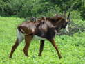 Chobe Nationalpark