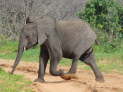 Chobe Nationalpark