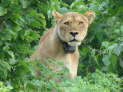 Chobe Nationalpark