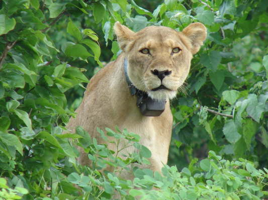 Chobe Nationalpark