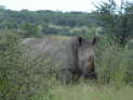 Khama Rhino Sanctuary