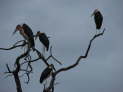 Kruger Nationalpark