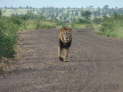 Kruger Nationalpark