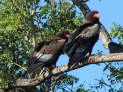 Kruger Nationalpark