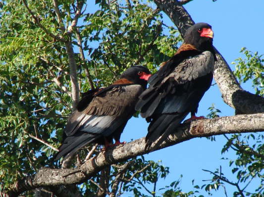 Kruger Nationalpark