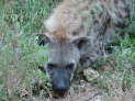 Kruger Nationalpark