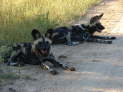 Kruger Nationalpark