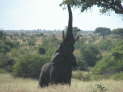 Kruger Nationalpark, Sdafrika