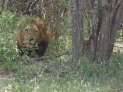 Kruger Nationalpark, Sdafrika