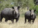 Kruger Nationalpark, Sdafrika