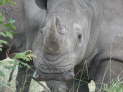 Kruger Nationalpark, Sdafrika