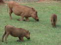 Mlilwane Nationalpark, Swaziland