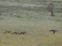 Kgalagadi Nationalpark, Sdafrika