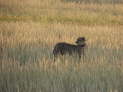 Kgalagadi Nationalpark, Sdafrika