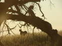 Kgalagadi Nationalpark, Sdafrika