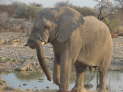 Etosha Nationalpark