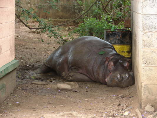 Chimfunshi