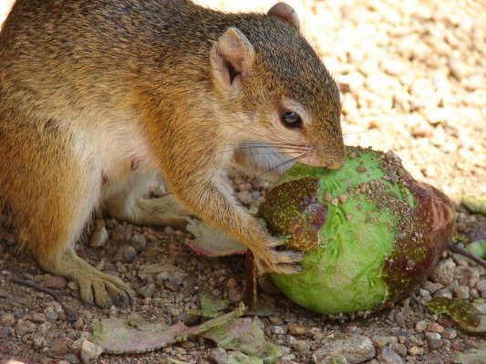 Wildlife Camp, Mfuwe