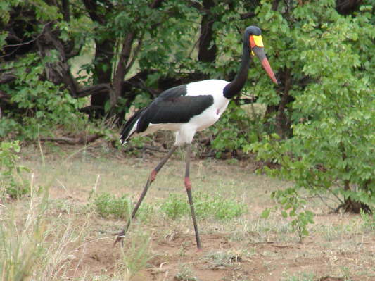 Kruger Nationalpark