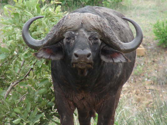Kruger Nationalpark