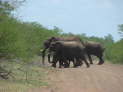 Kruger Nationalpark