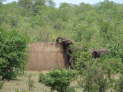 Kruger Nationalpark