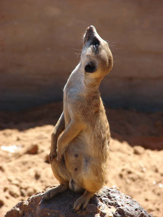 Zelda Guest Farm, Gobabis