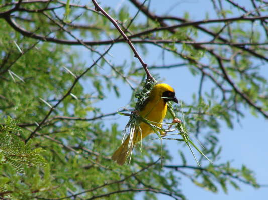 Arebbusch Lodge, Windhoek