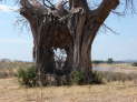 Ruaha Nationalpark